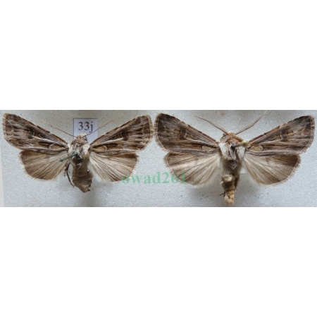 Agrotis vestigialis (Hufnagel, 1766) pair Rolnica szkółkówka Slovakia33j